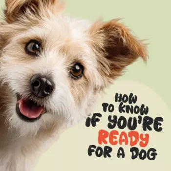 Are You Ready for a Dog? Time, Cost & Commitment